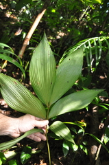 Zamia imperialis