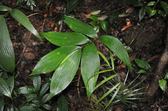 Zamia imperialis