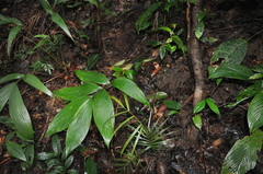 Zamia imperialis