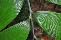 Zamia imperialis
