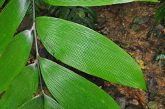 Zamia imperialis