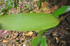 Zamia imperialis