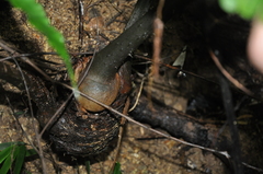 Zamia imperialis