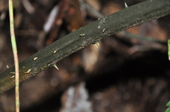 Zamia imperialis