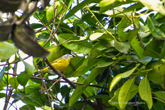Leiothlypis ruficapilla