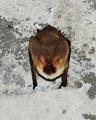 Plecotus macrobullaris