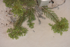 Nama carnosa