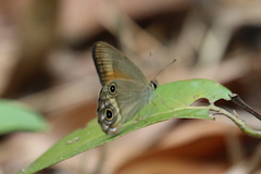Hypocysta irius