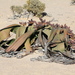 Gnetófitas - Photo (c) Pete Woodall, alguns direitos reservados (CC BY-NC), uploaded by Pete Woodall