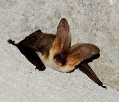 Plecotus macrobullaris
