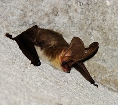 Plecotus macrobullaris