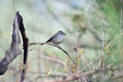 Serpophaga griseicapilla