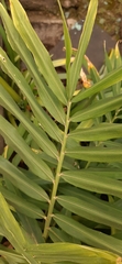 Zingiber officinale