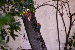 Melanerpes aurifrons