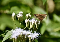 Synapte malitiosa