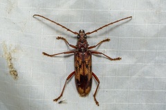 Phoracantha synonyma