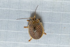 Paropsis dilatata