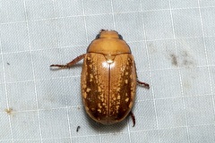 Anoplognathus concolor