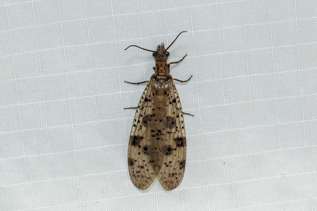 Archichauliodes from Barren Grounds Nature Reserve, NSW on December 16 ...