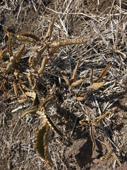Kalanchoe daigremontiana