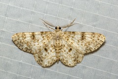 Thallogama corticola