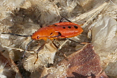 Probergrothius angolensis