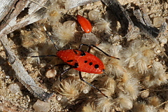 Probergrothius angolensis