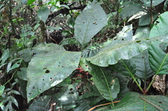 Pentagonia macrophylla