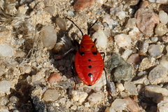 Probergrothius angolensis