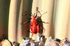 Probergrothius angolensis