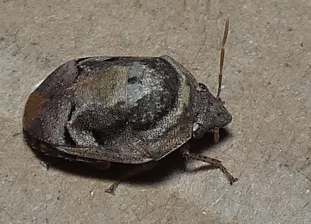 Symphylus deplanatus