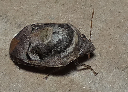 Symphylus deplanatus