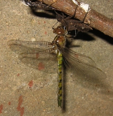 Neurocordulia yamaskanensis