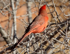 Cardinalis cardinalis superbus