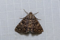 Amyna auriculata
