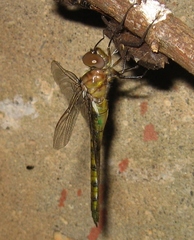 Neurocordulia yamaskanensis