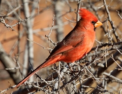 Cardinalis cardinalis superbus