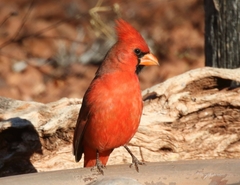 Cardinalis cardinalis superbus