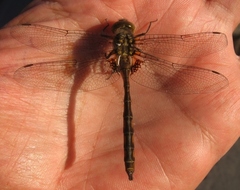 Neurocordulia yamaskanensis