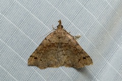 Lithilaria proestans