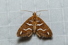 Chaetolopha niphosticha