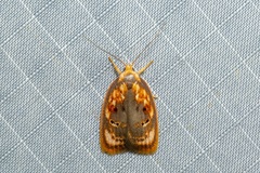 Eochrois sarcoxantha