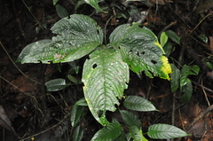 Anthurium trisectum
