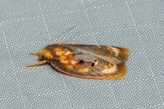 Eochrois sarcoxantha