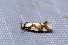Machetis aphrobola