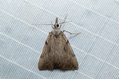 Phrixocomes ophiucha