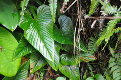 Image of Philodendron squamicaule