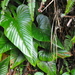 Philodendron squamicaule - Photo (c) ramon_d, some rights reserved (CC BY-NC), uploaded by ramon_d