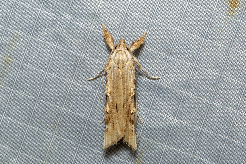 Xylomimetes scholastis