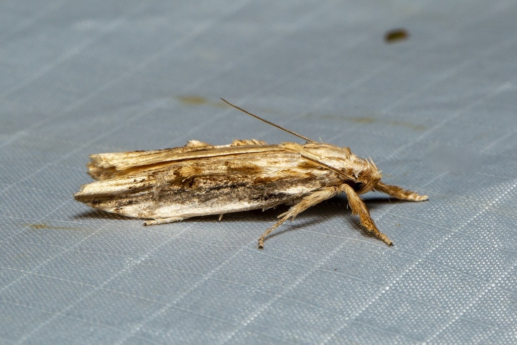 Xylomimetes